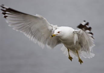 Very beautiful isolated photo of the flying gull