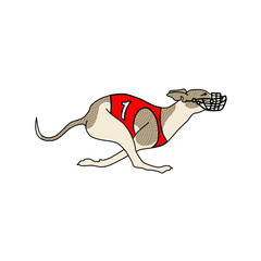Vector image of running dog whippet breed, in dog racing or coursing dress number one