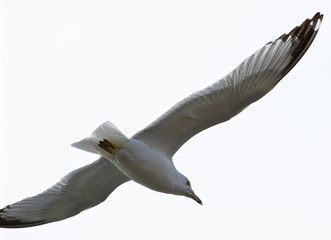 Beautiful isolated picture with the calm gull in flight