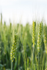 Wheat fields