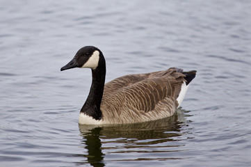 Beautiful photo of the swimming goose