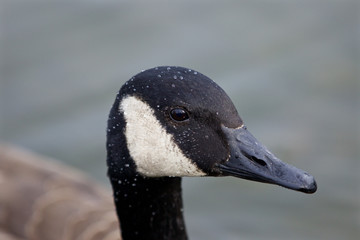 Beautiful background with the Canada goose swimming