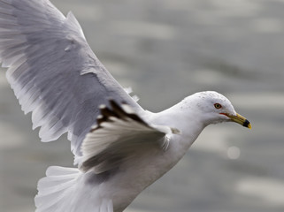 Obraz premium Beautful isolated photo of the gull with the wings