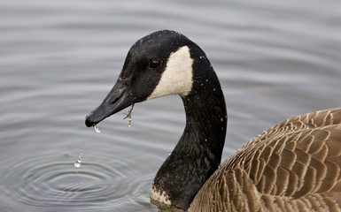 Beautiful background with the Canada goose drinking water