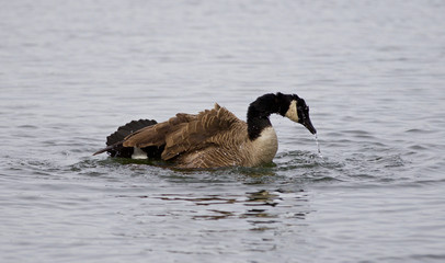 Fototapeta premium Picture of a powerful swim of a Canada goose