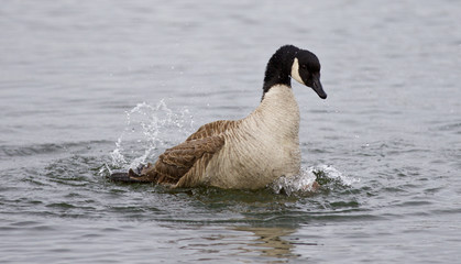 Isolated image of the expressively swimming Canada goose