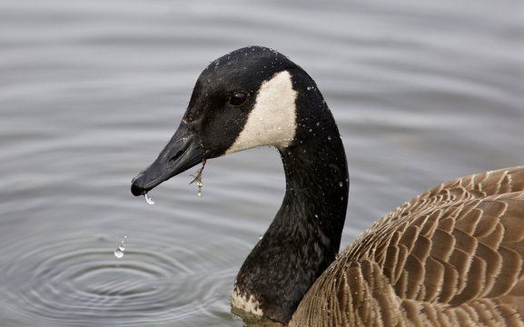 Beautiful background with the Canada goose drinking water