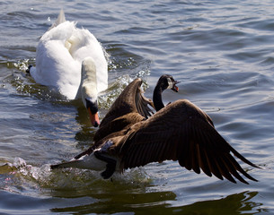 Amazing emotional moment with the swan attacking the Canada goose