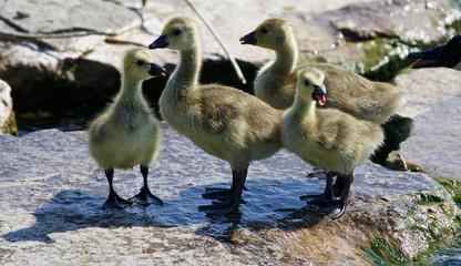 Beautiful photo of four small chicks of the Canada geese