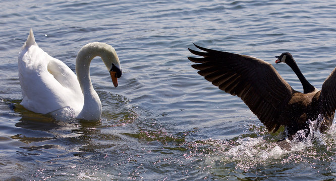 Isolated photo of the amazing fight between the Canada goose and the swan