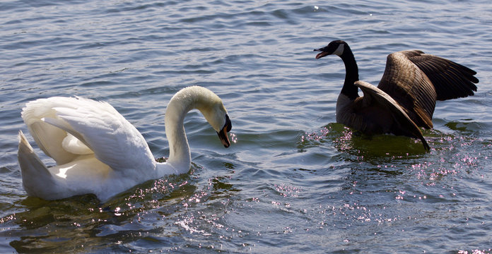 Beautiful background with the amazing fight between the Canada goose and the swan