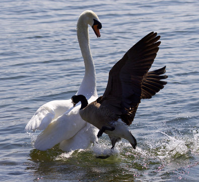 Amazing photo of the Canada goose attacking the swan