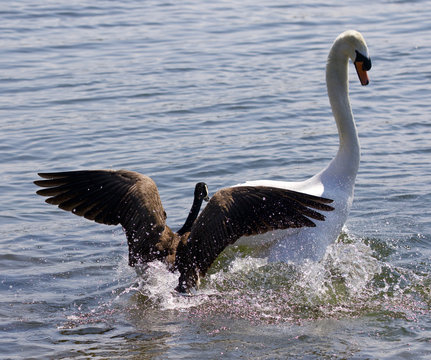 Amazing background with the Canada goose attacking the swan on the lake
