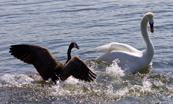 Picture with the Canada goose attacking the swan on the lake