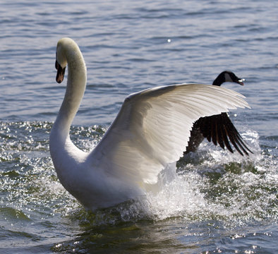 Beautiful isolated photo of the swan going away from the attack of the Canada goose