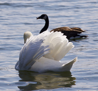 Beautiful isolated picture with the contest between the swan and the Canada goose