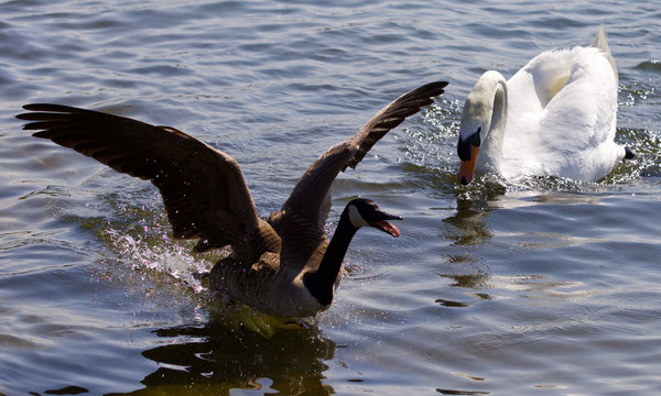 Beautiful isolated picture with the Canada goose running away from the angry mute swan