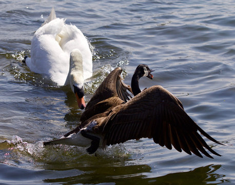 Amazing emotional moment with the swan attacking the Canada goose