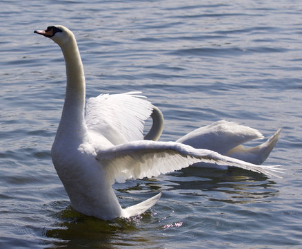 Beautiful photo of the swan showing his wings