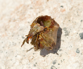 the hermit crab