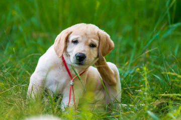 Puppy Retriever Scratching fleas