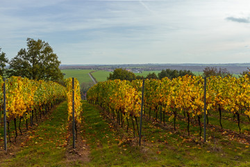 Naklejka premium Weinberg