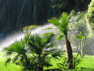 Naklejka premium Watering the garden
