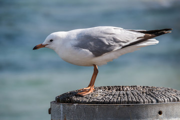 Zwei Silbermöwen im Wind auf einem Holzsteg am Manly Beach von Sydney 