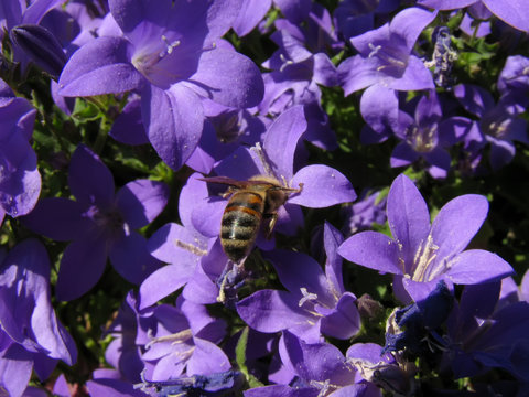 Violet bellflowers with honeybee
