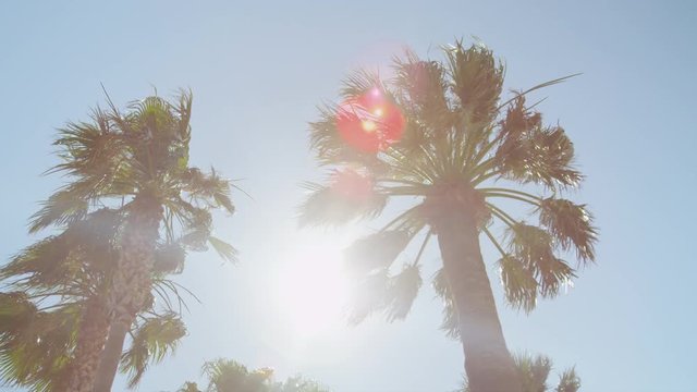 SLOW MOTION: Sun shining through tall palm tree