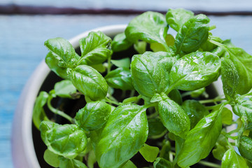 Basil