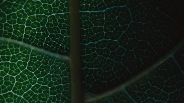 Colorful transitions for montage on the theme of plant leaf, flora and nature