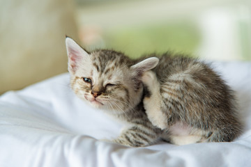 Naklejka na ściany i meble Cute lonely kitten