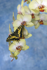 swallowtail butterfly (papilio machaon) on a flower orchid