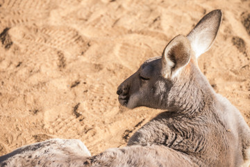 Sitzendes Känguru - ganz entspannt