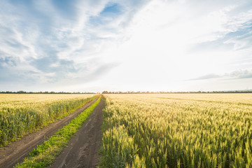 Summer landscape road, wheat field and clouds