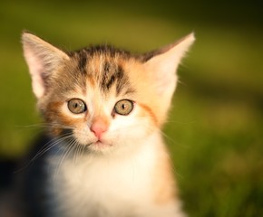 Naklejka na ściany i meble Detail of eyes of little three-colored kitten