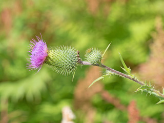 Kratzdistel, Distel, Cirsium