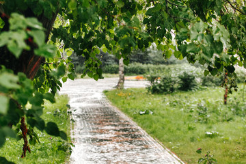 Heavy rain drops in park, foliage on foreground.