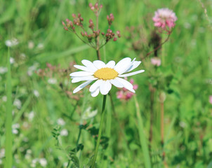Daisy flower in the field