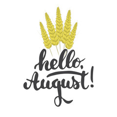 Hand drawn typography lettering phrase Hello, august isolated on the white background with wheat ears. Fun calligraphy for greeting and invitation card or t-shirt print design.