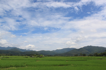 Fototapeta premium Fields with sky