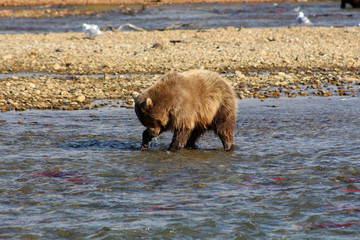 Grizzlybär