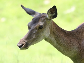 female deer