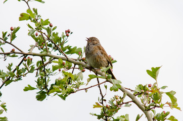 Dunnock (Prunella modularis) bird in song. One of the Accentors (family Prunellidae) with beak open singing from hawthorn branch