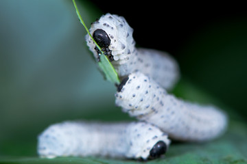 Solomon's-seal sawfly (Phymatocera aterrima) larvae. Sawfly caterpillars in the family Tenthredinidae, feeding on wild Polygonatum multiflorum in a British woodland