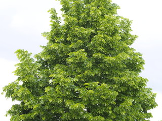 Fototapeta premium Grüner Lindenbaum im saftigen Frühlingsoutfit 
