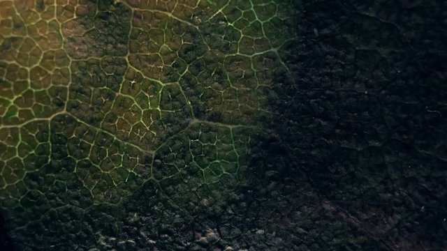 Colorful transitions for montage on the theme of plant leaf, flora and nature