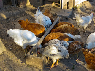 Hens pecking grain from feeding trough on a farmyard