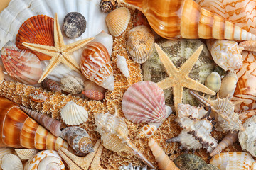 Sea shell background